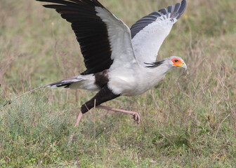 Secretary Bird in Tanzania Africa