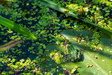 A green edible frog, Pelophylax kl. esculentus on a water lily leaf. Common European frog, Common water frog or green frog