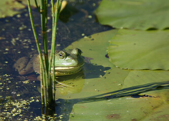 Green bull grog in pond