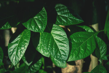 Natural green leaves Background texture leaves