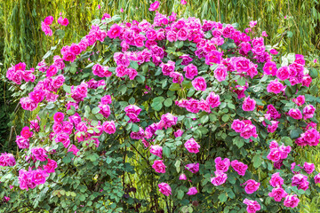 Rose is a purple floribunda variety, flowers are large, double, spherical in the botanical garden of Kiev, Ukraine.