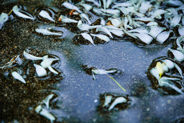 Abstract art of flower background. Orange jasmine petals falling on the ground on a rainy day. Murraya paniculata, Chalcas paniculata, Chalcas exotica, Murraya exotica, white flowers, 
