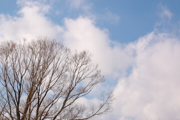 Obraz na płótnie Canvas 空、青空、枯れ木、枯れ枝、樹木、環境、自然、冬、雲