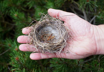 Holding a bird nest on top of the green bush