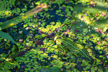 A green edible frog, Pelophylax kl. esculentus on a water lily leaf. Common European frog, Common water frog or green frog