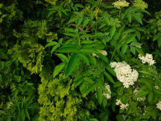 white flowers and green foliage in a garden