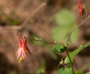 Beautiful spring wild flowers