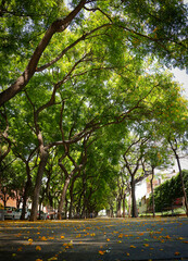 Fototapeta premium A long path of green trees and yellow leaves alley on the ground.