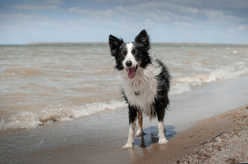 border collie dog beautiful portrait outdoors magic light
