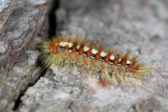 Leucoma salicis, the white satin moth or satin moth larva