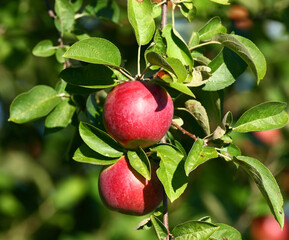 Apples ready to harvest in orchard