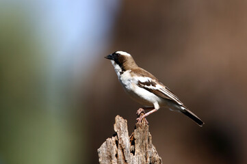 Sparrow-Weaver Birds in Kenya Africa