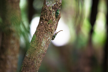 Close up of Lantern fly on a tree with blurred background