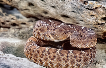 Red diamond rattlesnake portrait close up