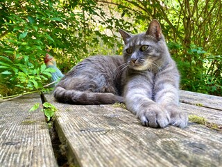 Auf Holzterrasse liegt ein grauer Kater die Pfoten zusammen nach vorne gestreckt, blickt halb zur Seite mit interesse. Hintergrund ein Gartenzwerg und Gebusch
