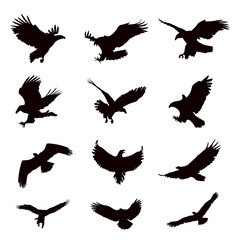 Eagle silhouette collection