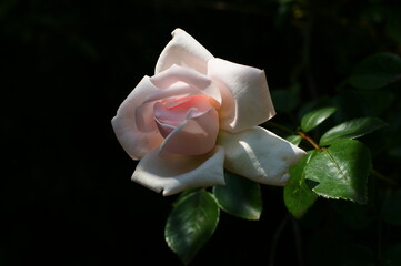 róża hodowlana ogrodowa pielęgnowana kwitnąca  - obrazy, fototapety, plakaty