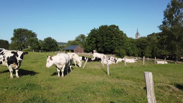 Wallonie Belgique Ardenne vache viande lait paturage agriculture