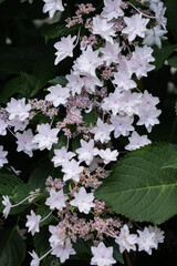 あじさい、隅田の花火