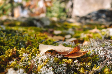 Wet fluffy moss and yellow autumn leaves in the forest. Sunlight. Close-up of leaves. Selective focus. Space for text.