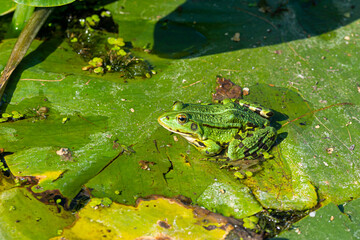 A green edible frog, Pelophylax kl. esculentus on a water lily leaf. Common European frog, Common water frog or green frog