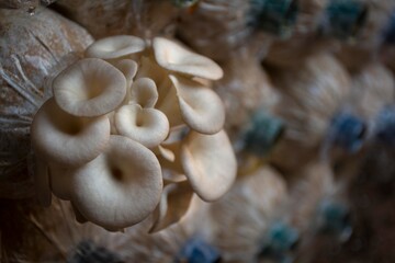 Indian Oyster, Phoenix Mushroomare being caused by germs.