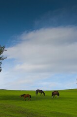 horses on green meadow in spring