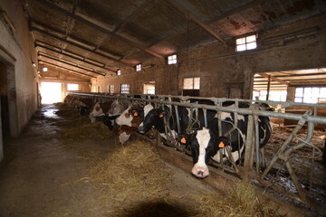 Mucche,Latte,Allevamento biologico bovini