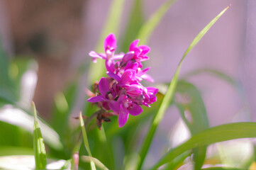 close up of a purple flower