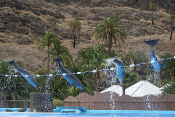 Delphin © Stephan von Mikusch