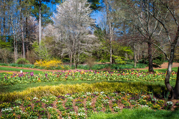 Obraz premium Kwiaty w rozkwicie