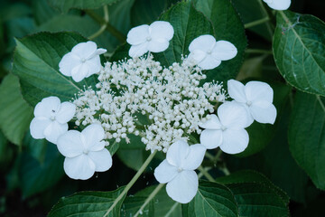 ガクアジサイ