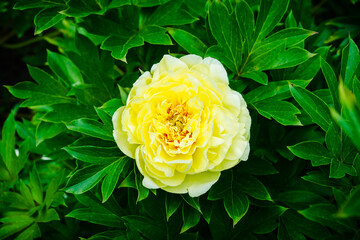Blooming yellow peony 'Garden treasure' in the garden. Selective focus.