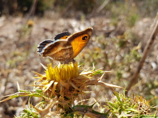 Farfalla
