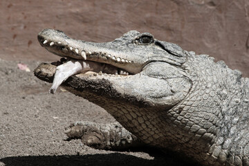 Mississippi-Alligator