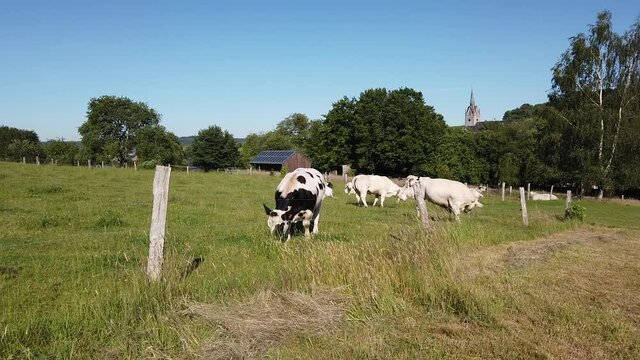 Wallonie Belgique Ardenne vache viande lait paturage agriculture