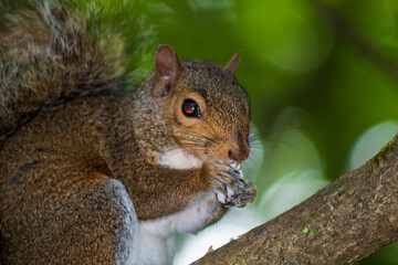 Squirrel Eating a Mushroom
