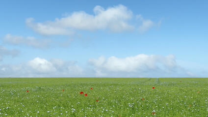 Poppies in  green meadow. Summer landscape