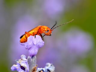 Macro common red soldier beetle (Rhagonycha fulva) on blue flower