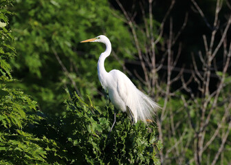 Great Egret sitting in a tree above Toronto's Don River