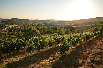 vine mountain in Sicily © BengtJohnny