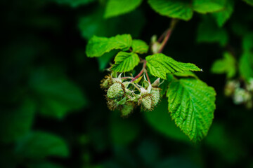 Raspberry bush with unripe berries in the garden. Selective focus.