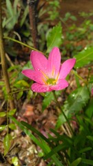 Pink flower