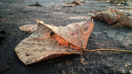 autumn leaf on the ground