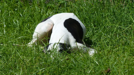 Galgo Whippet