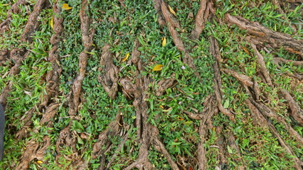 green, nature, plant, grass, leaf, agriculture, garden, leaves, field, forest, tree, natural, spring, moss, vegetable, farm, food, fresh, growth, organic, soil, grow, ground, branch, closeup