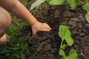 little boy in the summer in the garden delves into the ground with his hands..