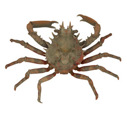 Spider Crab Isolated