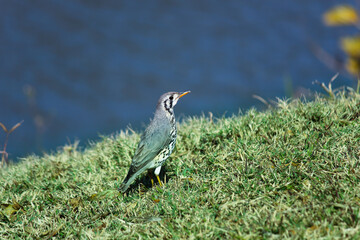 Groundscraper Thrush Bird On Grassy Riverbank (Psophocichla litsitsirupa), Marble Hall, South Africa