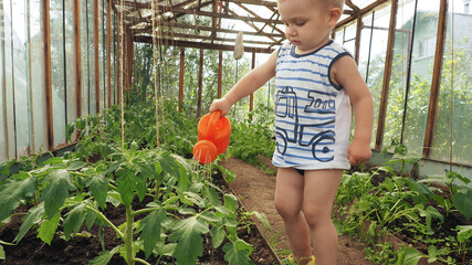 little boy in a greenhouse watering tomatoes from an orange watering can..
